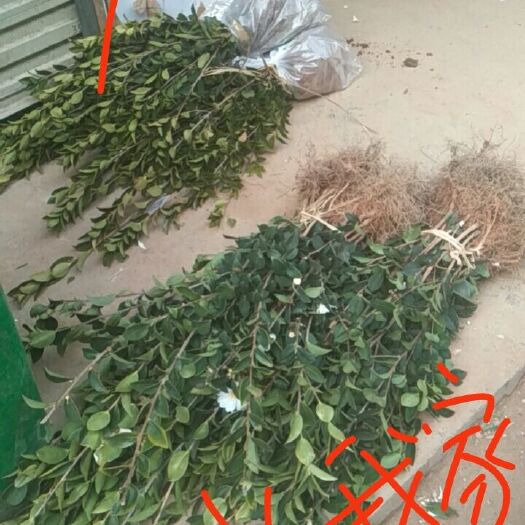 丰城市 嫁接油茶苗，两年大白花长林高产嫁接油茶苗20~100cm