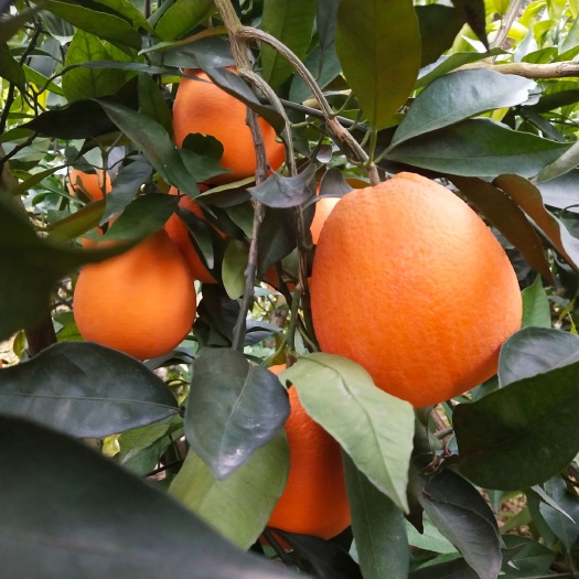 牟定县长虹脐橙 重庆奉节脐橙