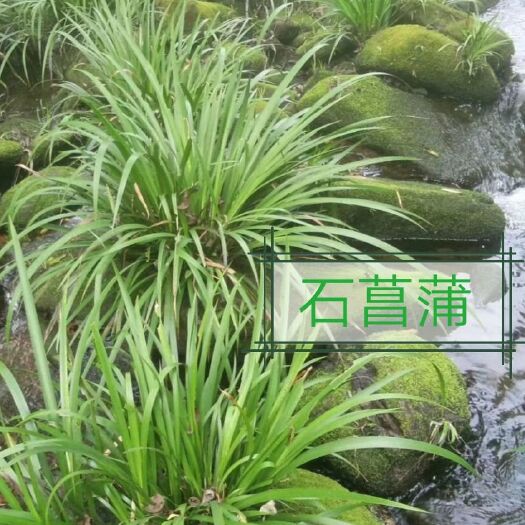 優(yōu)質(zhì)石菖蒲苗3.8元一斤包郵