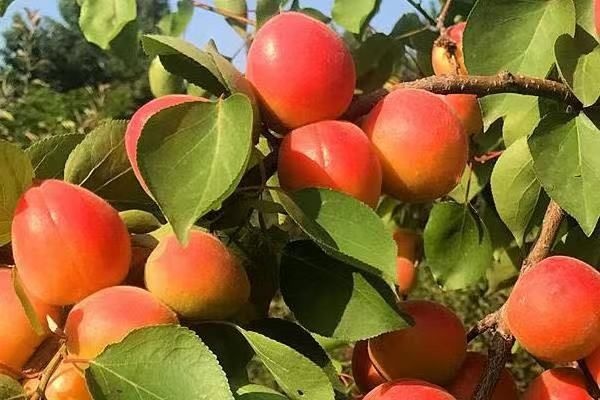 咸阳杏树，芒果杏，荷兰香蜜杏，珍珠油杏，吊干杏，苗圃现挖