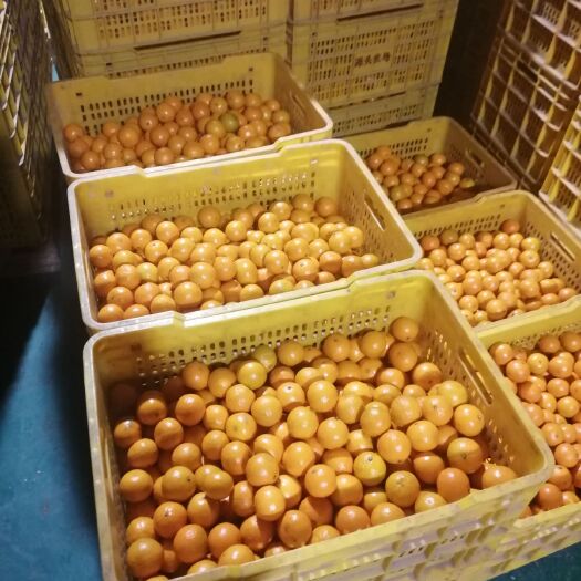 金秀县皇帝蕉 皇帝柑代购，代发，基地直供