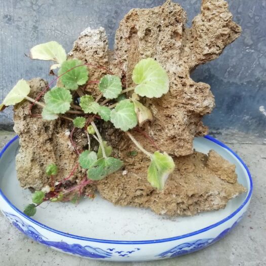 平邑县景观盆栽 上水石