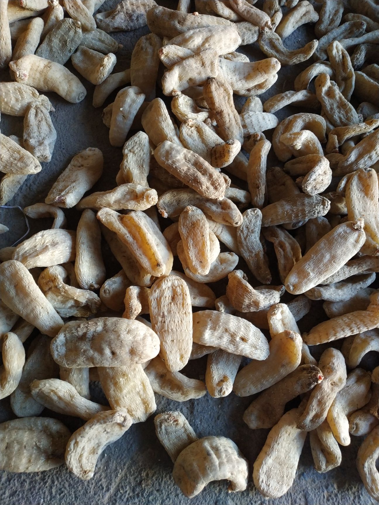  陕西省商洛市丹凤县天麻基地