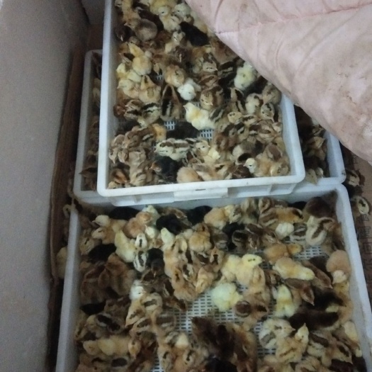 宣威市 土鸡苗批发