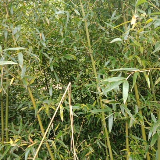 贵定县 菜架竹有货，欢迎有需要的老板甩单
