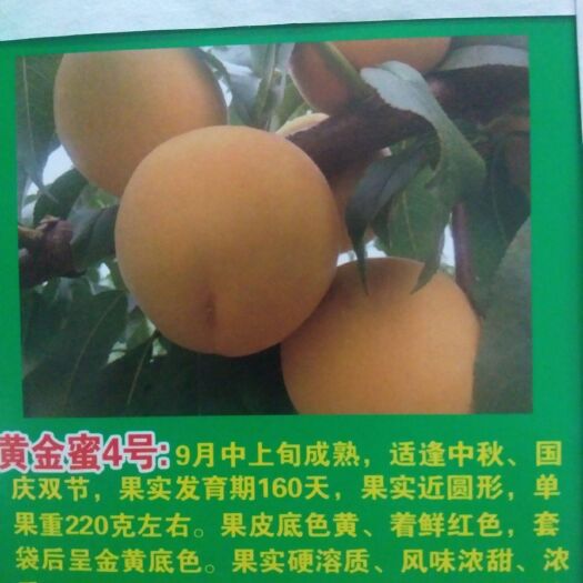 青州市黄桃树苗 诚信是金！品种纯正！