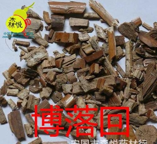 安国市 博落回   冷背药材   产地直销