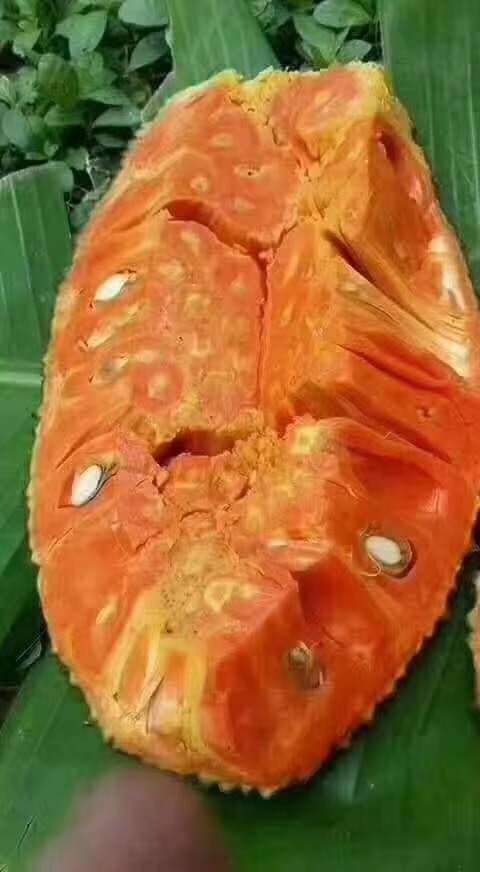 灵山县12号红肉菠萝蜜苗，嫁接苗