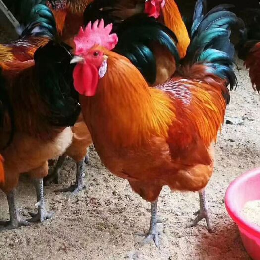 沭阳县 青脚麻鸡 改良土鸡 鸡苗批发 品种齐全 厂家直销