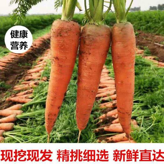 三原县 红萝卜