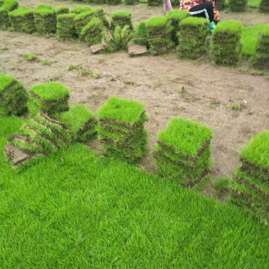 郴州 草