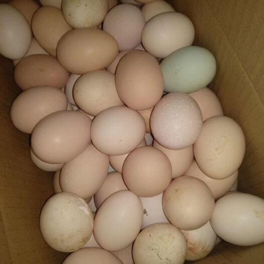 鹤壁 精品笨鸡蛋，