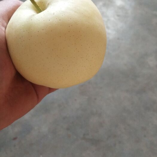 威县雪青梨 口感好，糖分高，水分足，有天然矿泉水之称。
