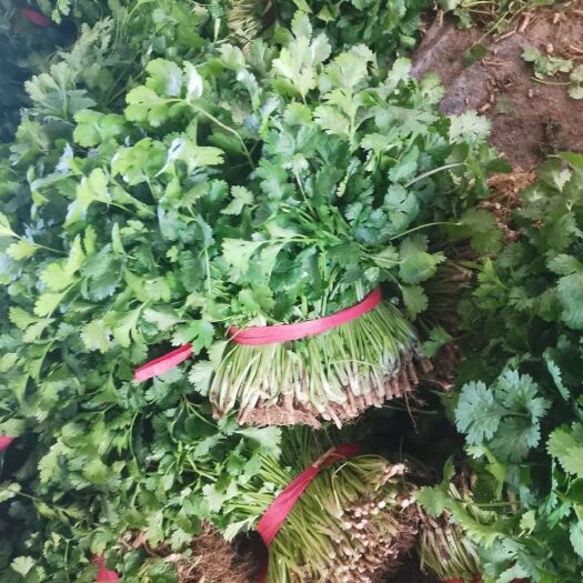 大叶香菜 有想法

有想法的联系