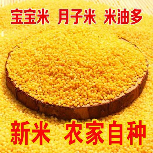 长治 山西天然黄小米