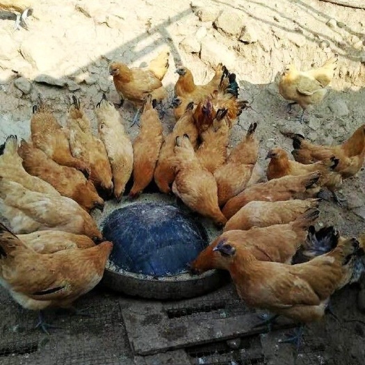 衡南县青脚土鸡苗 母
