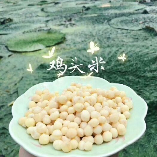 淮安鲜芡实  鸡头米（鲜米），大颗粒鸡头米