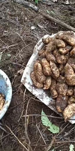 彝良县小草坝深山天麻