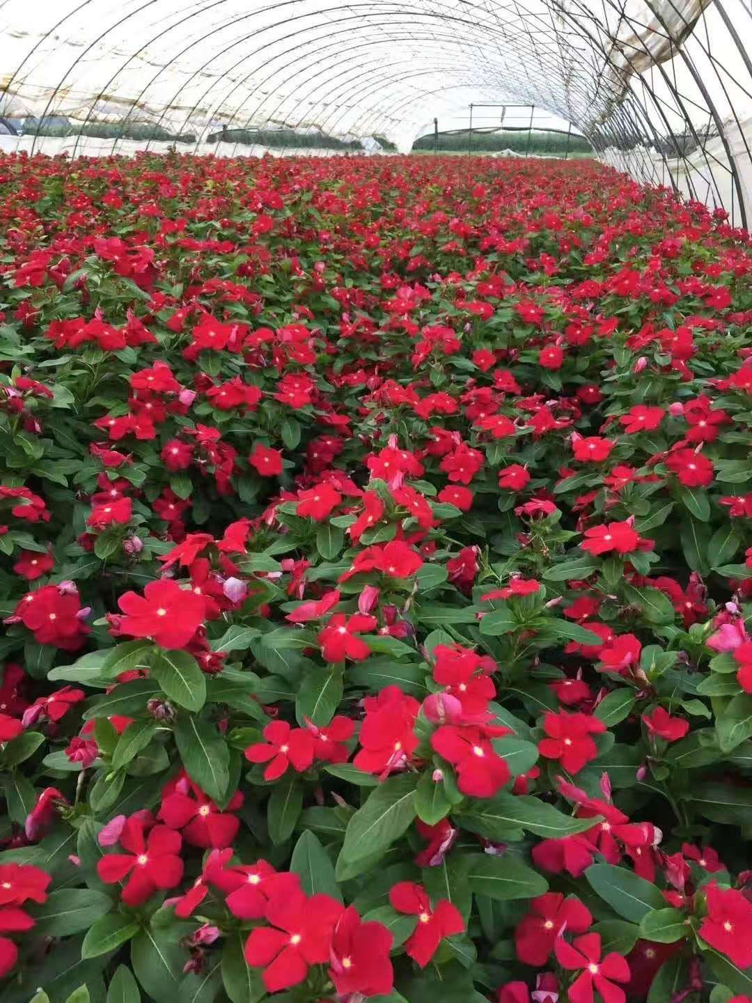 长春花种子 长春花