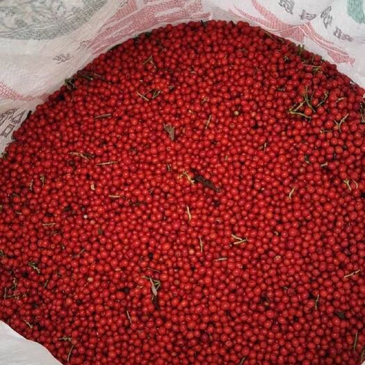 重庆市草珊瑚种子