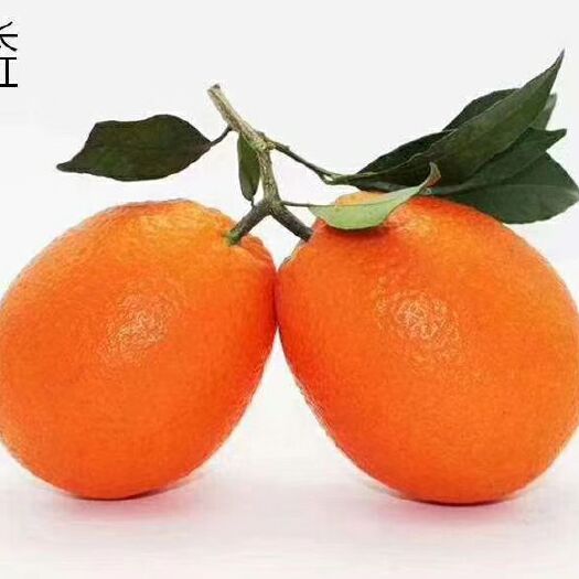  橙子  纽荷尔脐橙  长虹  中华红 产地直销  诚信代办