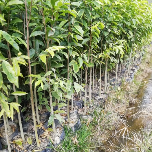 化州市沉香苗 大量出售沉香大杯苗，一次购苗终身朋友