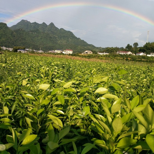 石门县脐橙树苗 覃家苗圃海量供应冰糖橙苗，纽荷尔脐橙苗，三红蜜柚苗等果树苗
