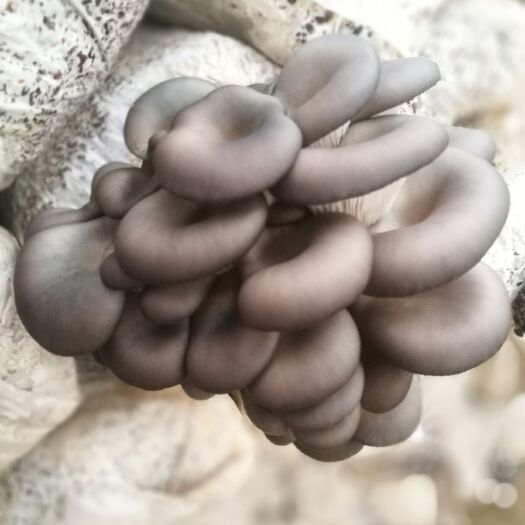闻喜县 平菇，化肥农药零残留