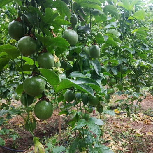 紫香一号百香果苗产量非常高