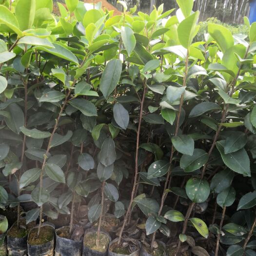广州油茶苗 油茶丶白花油茶