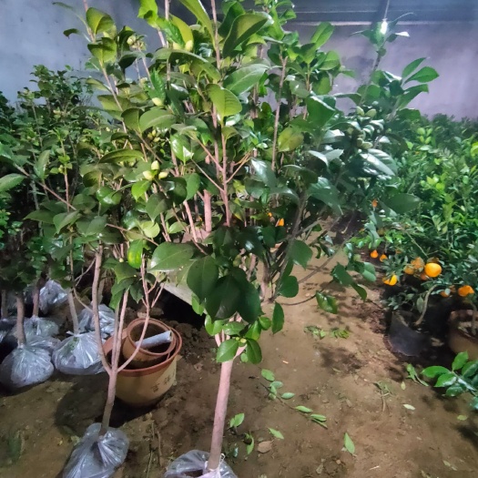 邳州市 新品茶花种植户直销