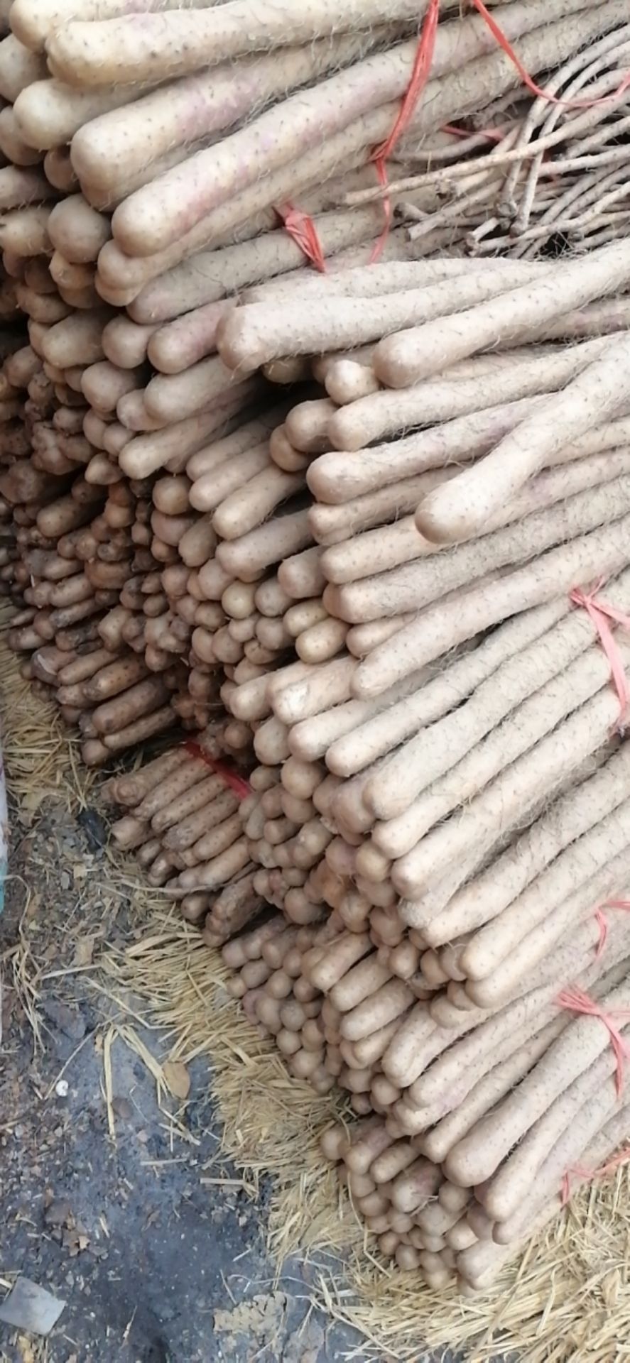 温县特产铁棍山药，四大怀药之乡，国家保护地区，口感好，营养好