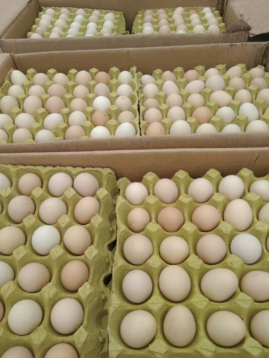 农大3号鸡蛋物美价廉全国发货