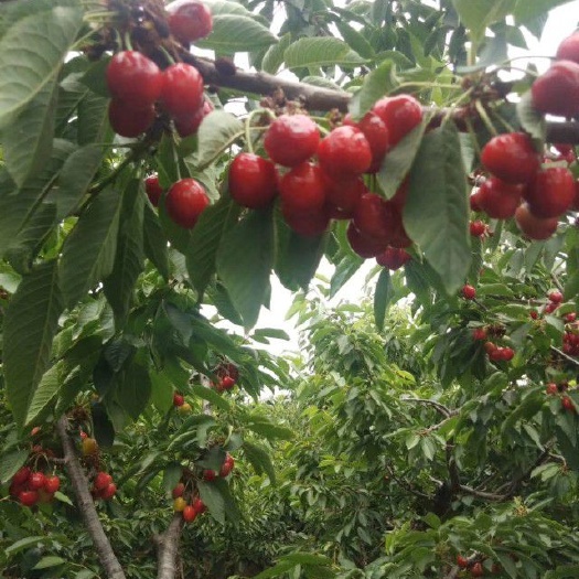 泰安黄蜜樱桃苗  大樱桃树，车厘子美早，俄八，黄蜜大樱桃，带花芽当年结果大樱桃