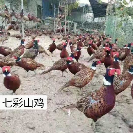广州山鸡苗 七  彩山鸡