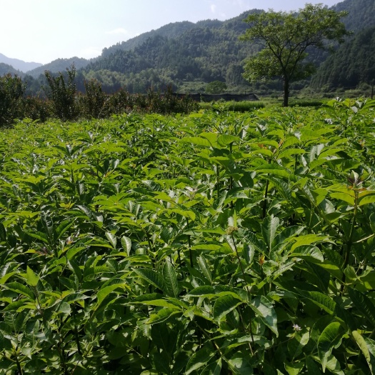 吴茱萸苗 纯正中花吴茱萸蔓荆子种苗助您致富
