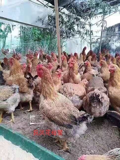 广州良凤花鸡苗 良凤鸡出壳苗