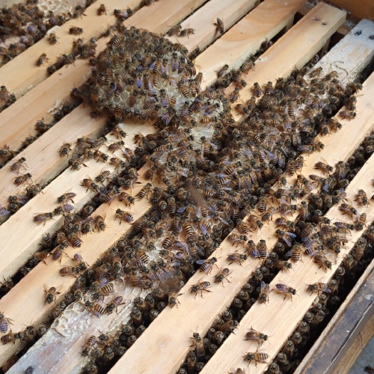 高州市 出售中蜂蜂群，本地优良品种