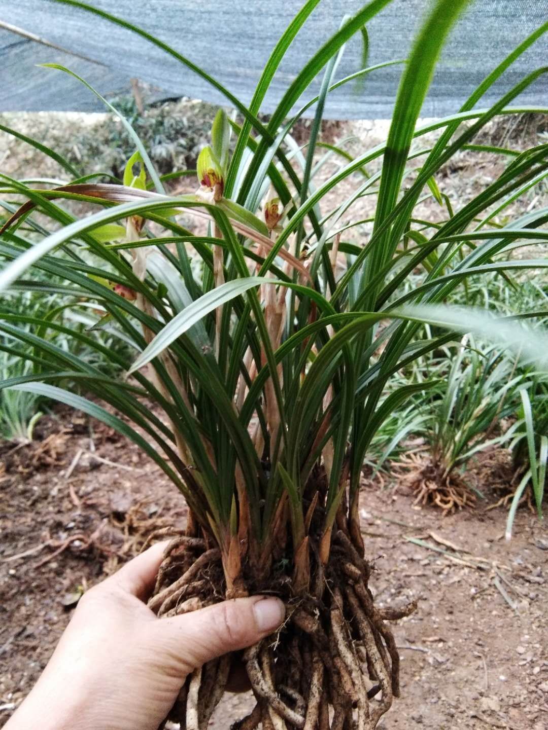 [春兰批发] 兰花春兰价格6元\/棵 20棵