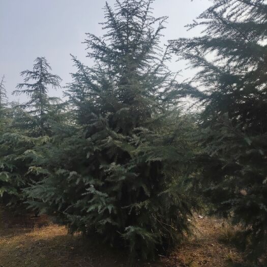 中牟县 6米到8米精品雪松。大冠幅。需要联系