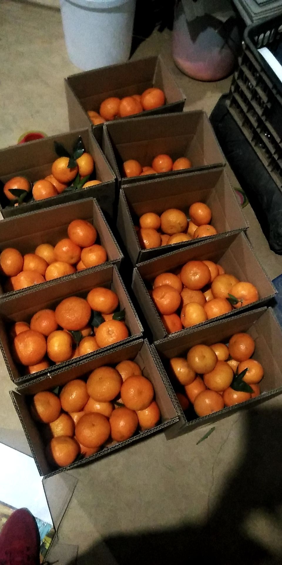 沃柑 自产自销鲜果5*6cm2-3两