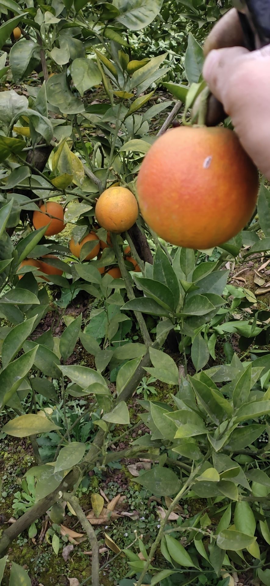 [血橙批发] 自家血橙不打蜡价格4.5元\/斤 9斤