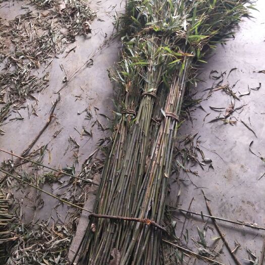 竹扫把 加工原料 各种规格 可订做加工