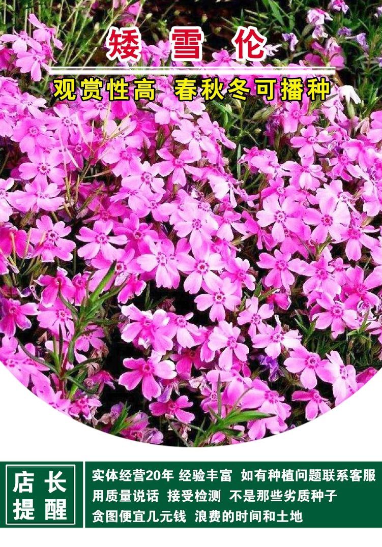 矮雪轮种子 矮雪伦种子实体店铺直销品质保证