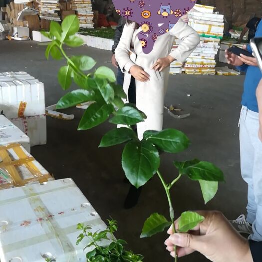 钦州台农一号百香果苗  百香果无毒嫁接苗，扦插苗，台农一号黄金果满天星