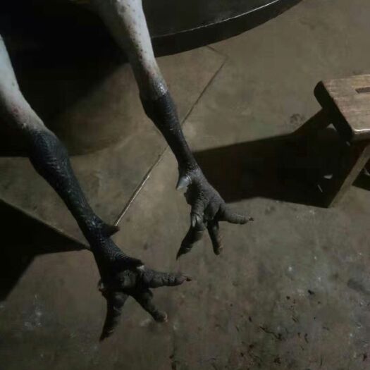 筠连县土鸡  散养小脚公鸡