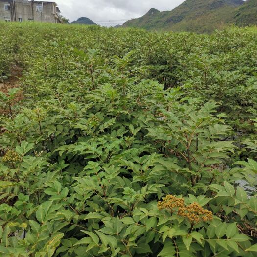 河池 高产中花吴茱萸苗产地直销