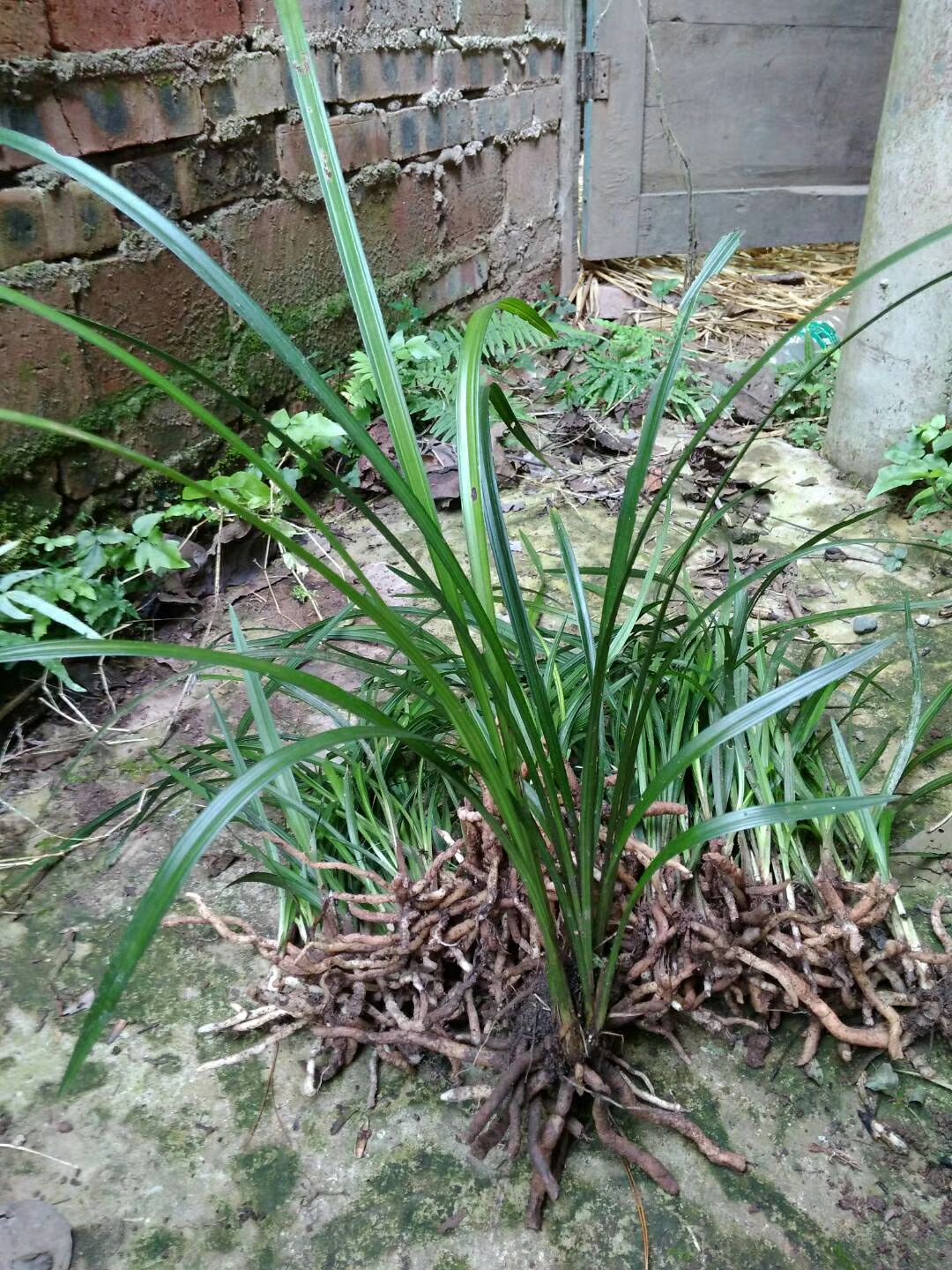 四川春劍蘭花 實生龍根苗 原生種 川蘭春劍蘭花 5.00 元/棵