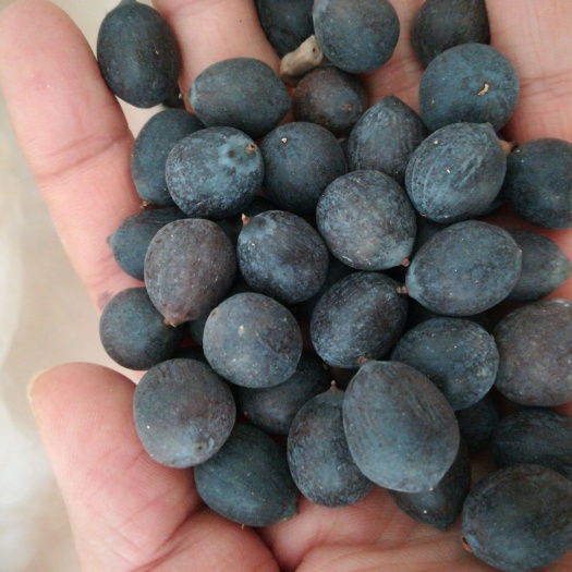 铁莲子 带壳莲子，莲子种子，可做盆栽，炒莲