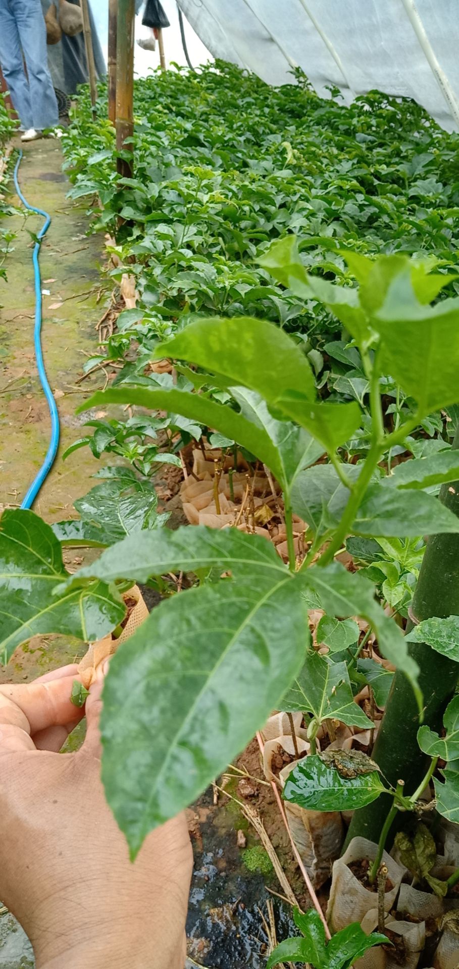 紫香一号百香果苗产量非常高
